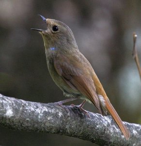 Small Niltava female