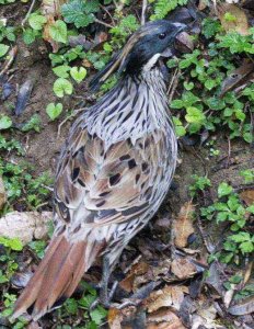 Koklass Pheasant Pucrasia macrolopha male