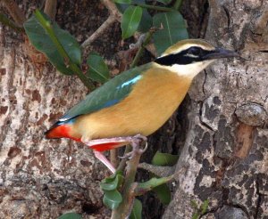 Indian Pitta