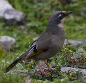 Variegated laughingthrush