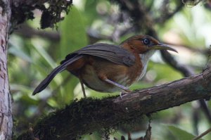 Rusty-cheeked Scimitar babbler