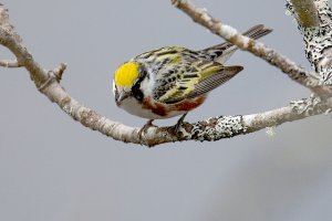 Chestnut-sided warbler