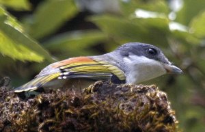 White-browed Shrikebabbler