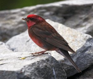 Dark-breasted Rosefinch Carpodacus nipalensis kangrae   - Male