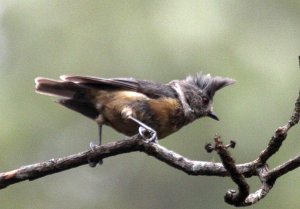 Grey-crested Tit