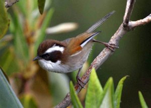 White-browed Fulvetta