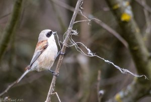 Penduline tit doing some sewing