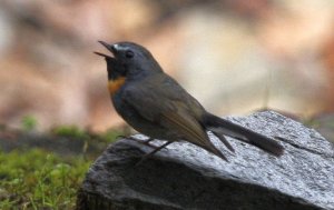 Rufous-gorgeted Flycatcher Ficedula strophiata strophiata