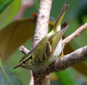 Lemon-rumped Warbler Phylloscopus chloronotus