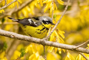 Magnolia warbler