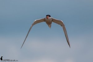 Common Tern feeding at Minsmere