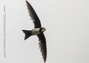 Alpine Swift in Barbados