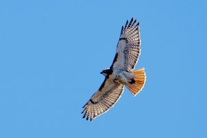 Red-tailed hawk adult