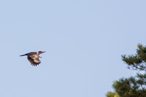 Pileated woodpecker