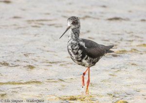 Black Stilt