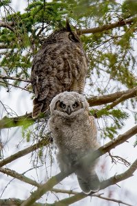 Gt. Horned owl and youngster