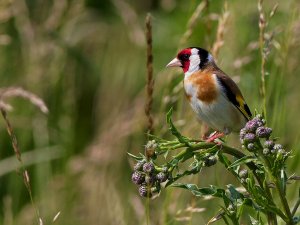 Goldfinch & thistles