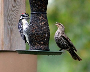 Brown Thrasher and Downy Woodpecker