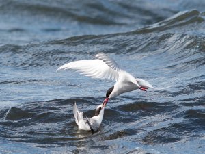 Arctic Tern stealing shrimp from juv Little Tern