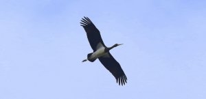 Black Stork- young bird