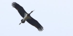 Black Stork- another