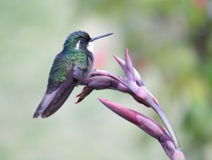 Grey-tailed Mountaingem