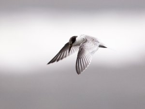 Little Tern (juv)