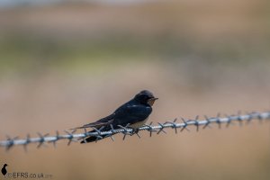Swallow at Steart