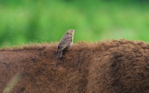 Brown-headed Cowbird on Bison