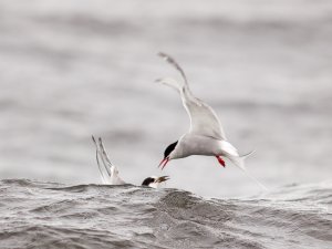 Arctic Tern adult and juvenile