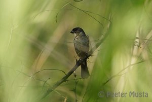 White-collared Seedeater