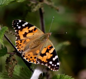 Painted Lady