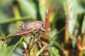 Cicada Species