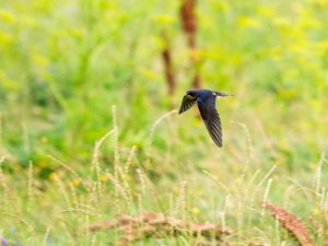 Barn Swallow