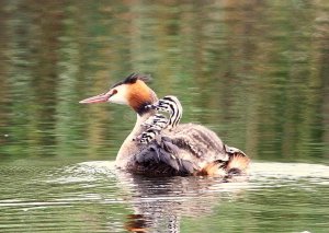Great Crested Grebe and young
