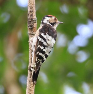 Lesser Spotted Woodpecker