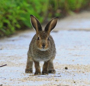 Mountain Hare leveret