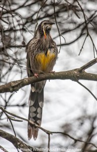 Yellow Wattlebird