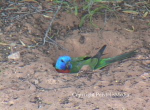 Scarlet-chested Parrot South Australia