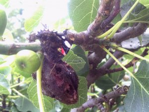 Red Admiral feeding on the rotting fruit of a fig.