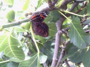 Red Admiral feeding on the rotting fruit of a fig.