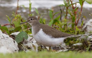 Common Sandpiper out for a stroll.