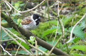 Mr Reed Bunting