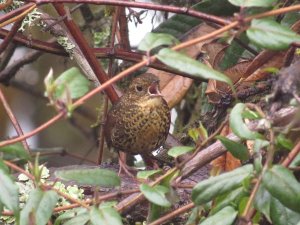 Scaly-breasted Wren-Babbler (or Cupwing)