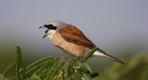 Red-backed Shrike