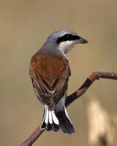 Red-backed Shrike