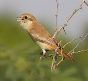 Isabelline Shrike