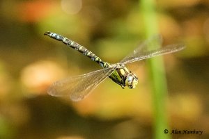 Southern Hawker