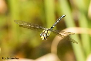 Southern Hawker