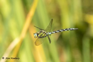 Southern Hawker